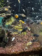 10 jonge Molly, Vis, Zoetwatervis