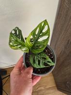 Adansonii Aurea, Ophalen of Verzenden, Halfschaduw, Minder dan 100 cm