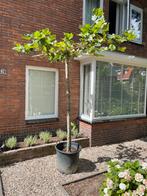 Mooie zware dakplatanen mt 14/16/18/20/25/30cm uit kwekerij!, Tuin en Terras, Planten | Bomen, Ophalen of Verzenden, 100 tot 250 cm
