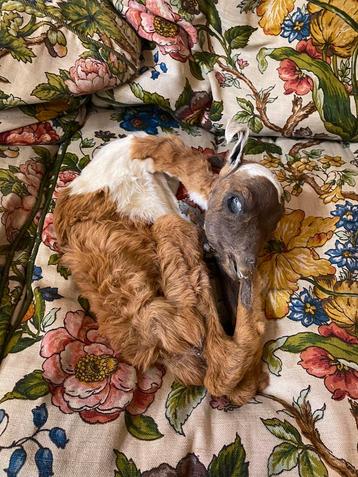 Gemummificeerd alpaca kalfje beschikbaar voor biedingen