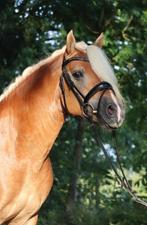 Te koop Sporthaflinger!, Dieren en Toebehoren, Paarden, Minder dan 160 cm, Gechipt, Ruin, Dressuurpaard