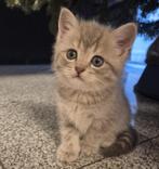 Britse korthaar kittens, Dieren en Toebehoren, Katten en Kittens | Raskatten | Korthaar, Meerdere dieren, Ontwormd, 0 tot 2 jaar