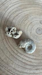Fosiel en koraal, Verzamelen, Mineralen en Fossielen, Ophalen, Overige typen
