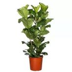 Ficus Lyrata /tabaksplant 3 toef 170cm, Huis en Inrichting, Kamerplanten, Ophalen, Ficus, Halfschaduw, 150 tot 200 cm