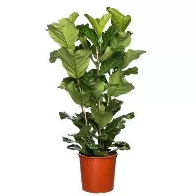 Ficus Lyrata /tabaksplant 3 toef 170cm, Huis en Inrichting, Kamerplanten, Ficus, 150 tot 200 cm, Groene kamerplant, Halfschaduw