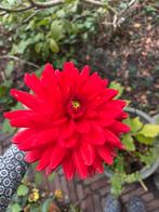 Rode Dahlia knollen, Tuin en Terras, Ophalen of Verzenden, Volle zon, Knol