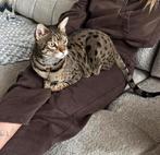 Savannah kat Sonny, Kater, Gechipt, 6 jaar of ouder