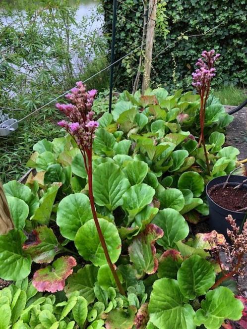 Bergenia cordifolia grote stek, Tuin en Terras, Planten | Tuinplanten, Vaste plant, Overige soorten, Volle zon, Lente, Ophalen
