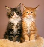 Kruising (half) Maine Coon kitten gezocht., Poes, Ontwormd, 0 tot 2 jaar