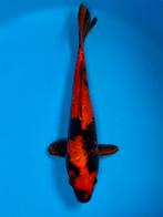 Hi Utsuri 26-30cm Hirasawa Japanse koi, Karper of Koi