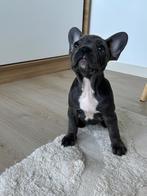 Franse bulldog, 8 tot 15 weken, Bulldog, Meerdere, Meerdere dieren