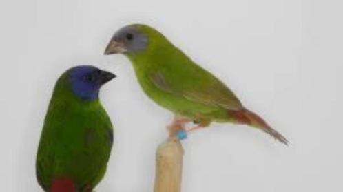 Te koop prachtige pop cinnamon driekleur papagaaiamadines, Dieren en Toebehoren, Vogels | Overige Vogels, Tropenvogel, Meerdere dieren