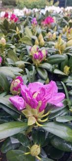 Xxl rhododendron planten !!, Tuin en Terras, Planten | Tuinplanten, Ophalen of Verzenden