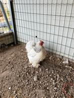 Cochin kriel hennen en haan, Dieren en Toebehoren, Meerdere dieren, Kip