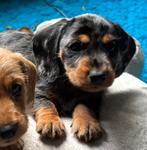 Ruwhaar dapple kaninchen x dwergteckel dwerg teckel reutje, Dieren en Toebehoren, Honden | Teckels en Dashonden, Reu, CDV (hondenziekte)