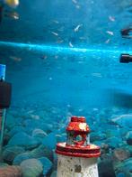 Guppy’s te koop, Dieren en Toebehoren, Vis