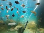 Malawi vissen, Dieren en Toebehoren, Vissen | Aquariumvissen, Vis, Zoetwatervis