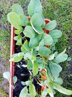 Moestuin plantjes Bloemkoolplantjes, Tuin en Terras, Ophalen, Volle zon, Groenteplanten, Eenjarig