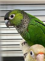 Jonge Baby Pyrrhura´s | Div. Kleuren | Handtam | Getest, Meerdere dieren, Parkiet, Pratend