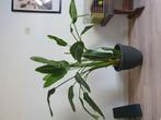 Strelitzia Nicolai - paradijsvogelplant, Huis en Inrichting, Kamerplanten, Ophalen, Overige soorten