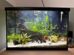 Mooi compleet aquarium te koop – 60 liter, incl. vissen!, Dieren en Toebehoren, Vissen | Aquaria en Toebehoren, Ophalen, Zo goed als nieuw