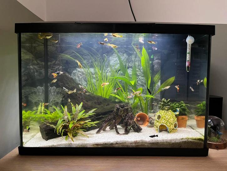 Mooi compleet aquarium te koop – 60 liter, incl. vissen!, Dieren en Toebehoren, Vissen | Aquaria en Toebehoren, Zo goed als nieuw