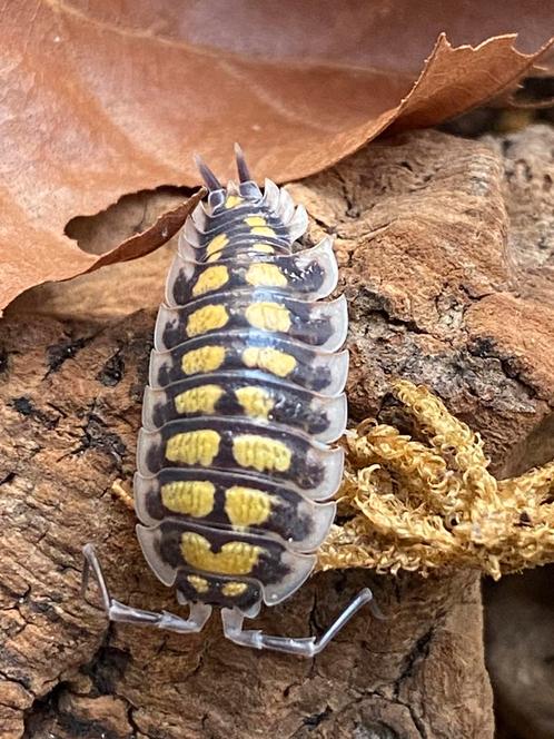 Porcellio haasi ‘High Yellow’, Dieren en Toebehoren, Insecten en Spinnen, Overige soorten