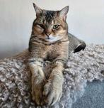 Pumba (Britse korthaar mix) zoekt een gouden mandje met tuin, Kater, Gechipt, 3 tot 5 jaar