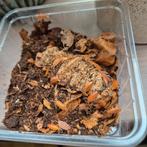 Porcellio Laevis powder orange per 100 stuks