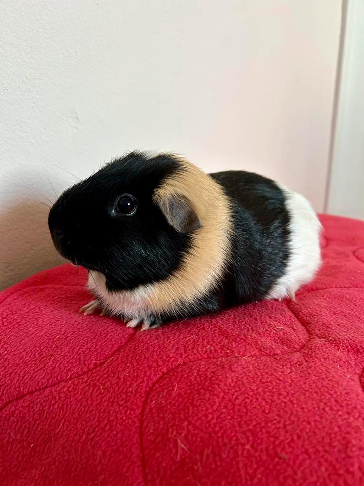 Gecastreerde beer ter adoptie - Rodent Rescue, Dieren en Toebehoren, Knaagdieren, Mannelijk, Cavia, Januari