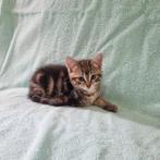 Kittens, grijs en zwart, Dieren en Toebehoren, Katten en Kittens | Overige Katten, Meerdere dieren, Kortharig, 0 tot 2 jaar