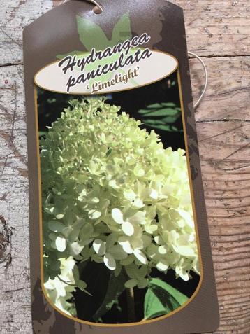 monumentale hortensia's o.a. op stam beschikbaar voor biedingen