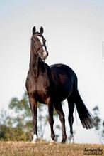 Lieve, ervaren en veelzijdige pony, Merrie, Z, Gechipt, Dressuurpony