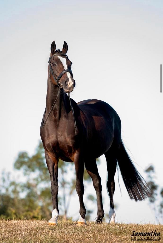 Lieve, ervaren en veelzijdige pony, Dieren en Toebehoren, Pony's, Merrie, Z, D pony (1.37m tot 1.48m), Dressuurpony, 11 jaar of ouder