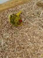 Kakariki's, Dieren en Toebehoren, Vogels | Parkieten en Papegaaien, Meerdere dieren, Parkiet, Geringd