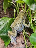 Rentapia flavomaculata 'Aziatische boompad', Amfibie, 0 tot 2 jaar