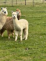 Mooie super schattig alpaca merrie veulen !!!, Vrouwelijk