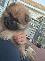 Thuis nestje chow chow pups, Rabiës (hondsdolheid), 8 tot 15 weken, Poolhond, Meerdere