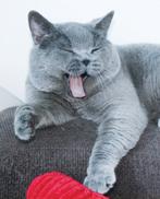INT KAMPIOEN Brits/britse korthaar dekkater met STAMBOOM, Dieren en Toebehoren, Katten en Kittens | Dekkaters, 6 jaar of ouder