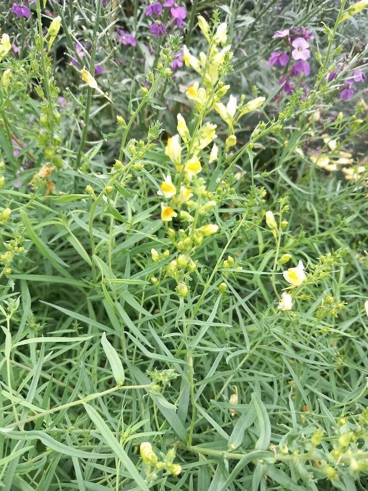 vlasbekje  echte bijenplant/hommels, Tuin en Terras, Planten | Tuinplanten, Vaste plant, Overige soorten, Halfschaduw, Zomer, Ophalen