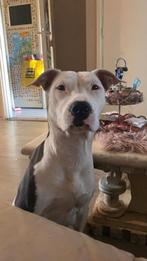 Te koop, 1 tot 2 jaar, Teef, Eén hond, Nederland