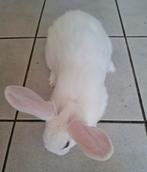 Lief vrouwtjes konijn 10 weken oud, Dieren en Toebehoren, Konijnen, Vrouwelijk