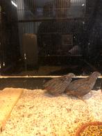 Ch. Dwergkwartels, Meerdere dieren, Tropenvogel