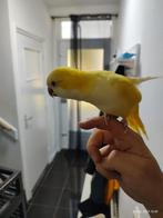 Schattige tamme muisparkiet, Mannelijk, Parkiet, Tam