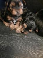 Te koop hele mooie Yorkshire Terrier pups, Yorkshire Terriër, 8 tot 15 weken, Teef, Meerdere