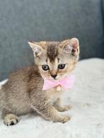 Lief Britse Korthaar Kittens te koop. beetje donkere Golden, Dieren en Toebehoren, Katten en Kittens | Raskatten | Korthaar, Poes