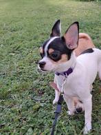 Chihuahua hond 6 mnd, Dieren en Toebehoren, Honden | Chihuahua's en Gezelschapshonden, Parvo, 15 weken tot 1 jaar, Reu, Eén hond