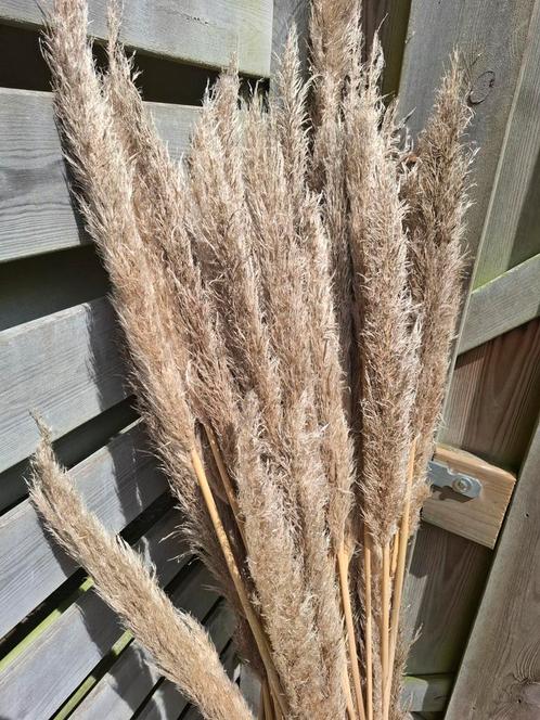 Pampas winter pluimen droogbloemen sets €4, Huis en Inrichting, Woonaccessoires | Droogbloemen, Zo goed als nieuw, Ophalen