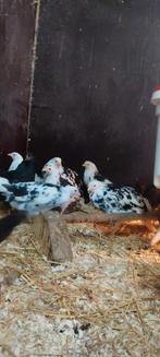 Prachtige jonge leghorn hennen te koop, Dieren en Toebehoren, Pluimvee, Vrouwelijk, Kip