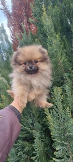 Pomeriaan pups pomeriaan, Dieren en Toebehoren, Particulier, Keeshond, Reu, 8 tot 15 weken